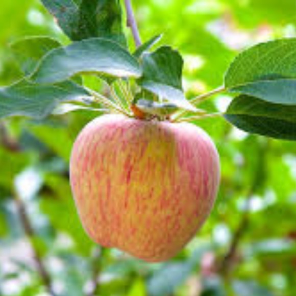 appleannie2020